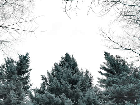 The top of blue spruce trees and tree branches against a white sky. Banner with copy space.