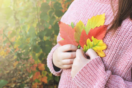 A girl in a sweater holds colorful autumn leaves in her hands against the background of a natural landscape, copy space.の写真素材