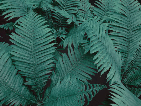 Beautiful fern leaves as background, top view. Tropical foliage