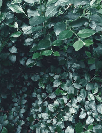 Deep dark green leaves, forest nature, vertical background with haze.の写真素材