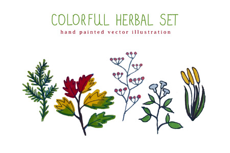vector illustration of colorful hand painted herbal setのイラスト素材