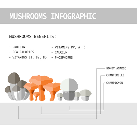 illustration of colorful flat design style forest mushroom infographic with mushroom names and benefits for healthのイラスト素材