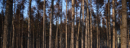 photography of pine forest, tree trunks, natural background, environment and wildlife
