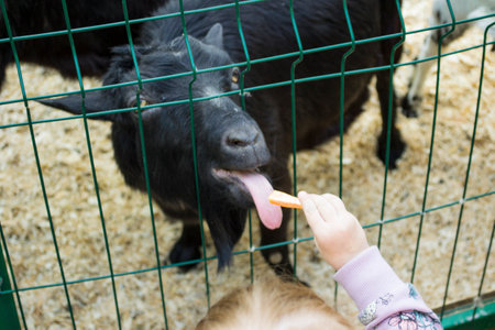 a little girl with tails feeds a goat with vegetables in a contact zoo, a national park, entertainment for childrenの写真素材