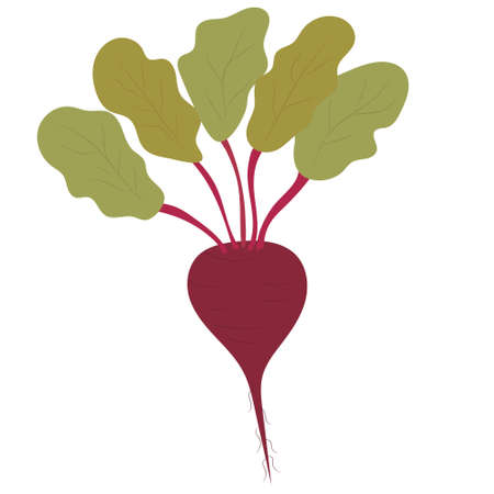 beet root, red beet with green leaves vector illustration. Vectorのイラスト素材