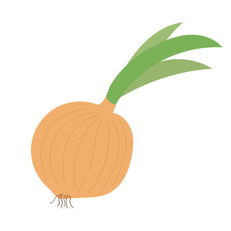 Onion. Whole onions. Flat simple design. Vector illustration of organic farm fresh vegetables. isolated on white background. Vector.のイラスト素材