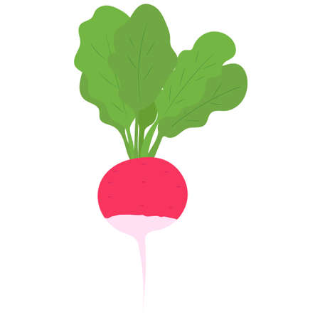 Fresh red Radish with green leaves, health food, vector icon. vitamins and minerals. Health benefits of Radish. Vector.のイラスト素材