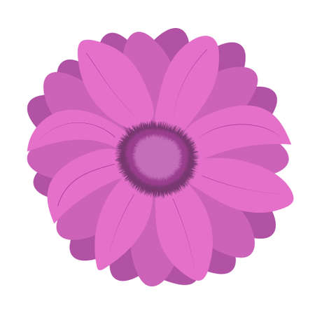 Purple gerbera flower. single element. spring flowers. Floral decorations Vectorのイラスト素材