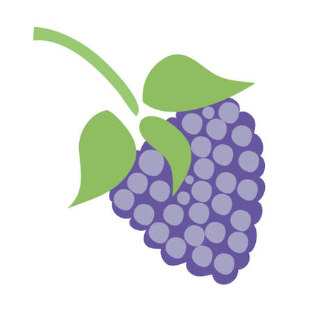 fresh organic berry. Juicy ripe fruit. Vegetarian meal. Health food. Yummy blackberries, Isolated on white background. vector illustration.のイラスト素材