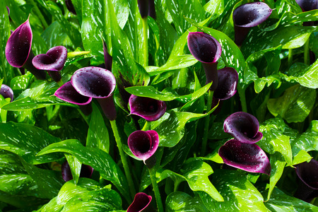 bright garden flowers, colorful floral wallpaperの写真素材