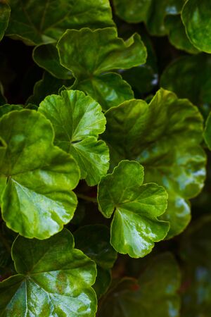 photo of a plant with an unusual pattern on the leaves