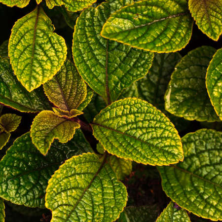 photo of a plant with an unusual pattern on the leavesの写真素材