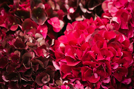 flowers taken in the style of texture and background, macro photography