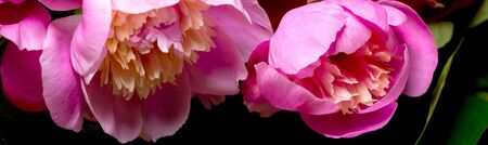 a bouquet of peonies on a dark background, the aroma of flowers that drives you crazy