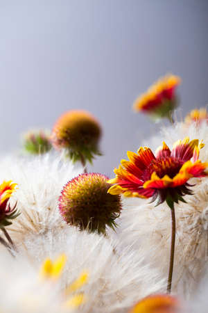 beautiful bright flowers on a background of fluffy dandelionsの写真素材