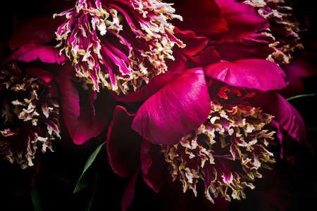 luxurious burgundy peonies on a dark backgroundの写真素材
