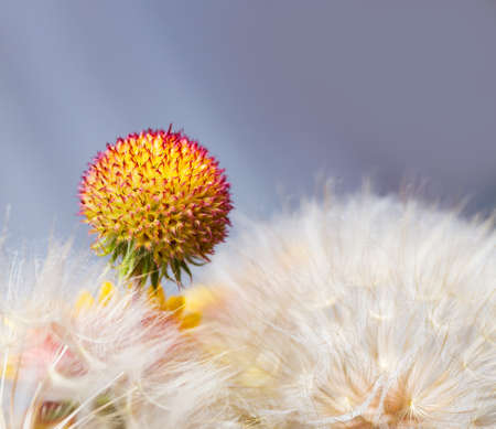 beautiful bright flowers on a background of fluffy dandelionsの写真素材