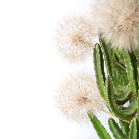 home cactus on a light backgroundの写真素材