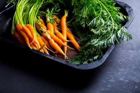 a lot of young carrots on a dark background, a fresh root vegetable on the table at the Vigetorianの写真素材