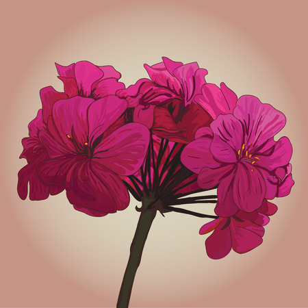 pink geranium vector flowerのイラスト素材