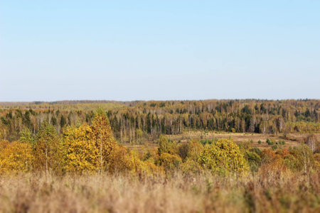 Autumn forest in Russiaの写真素材