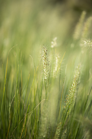 fieldのeditorial素材