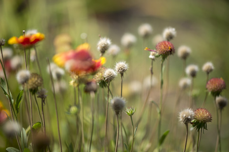 spring flowersのeditorial素材