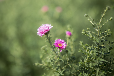 spring flowerのeditorial素材