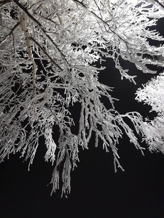 Winter, snow, night, the birch tree under the hoarfrost.の写真素材
