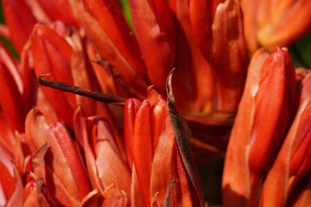 Doryanthes Palmeri, also known as the giant spear lily. Plant with bright red flowers. A succulent...