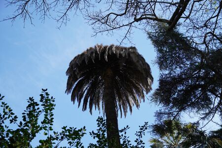 Tall Palm tree, surrounded with lower trees. Wallpaper, background.の写真素材