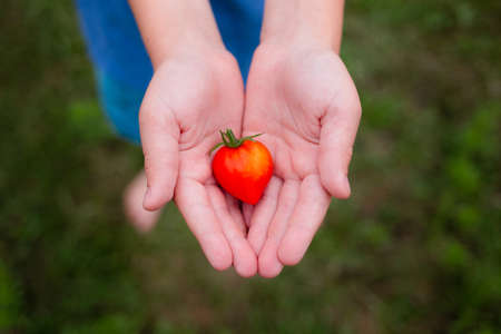Heart shaped tomato in childs handsの写真素材