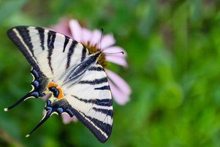 Swallowtail butterfly on the pink flower in the gardenの写真素材