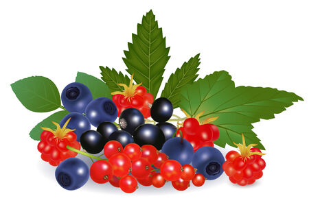 Redcurrant, blackberry, blueberry and arctic bramble isolated on whiteのイラスト素材
