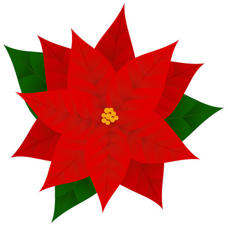 Christmas flowers poinsettia isolated on white backgroundのイラスト素材