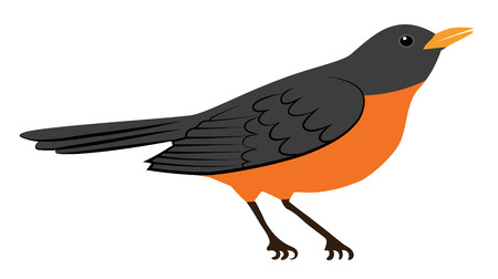 Symbol of spring - american robin bird isolated on whiteのイラスト素材