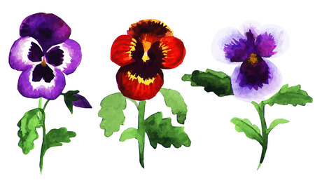 Watercolor sketch of set of pansies flowersのイラスト素材