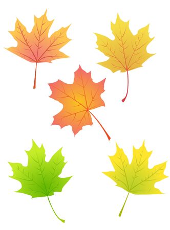 Set of maple autumn leaves isolated on whiteのイラスト素材