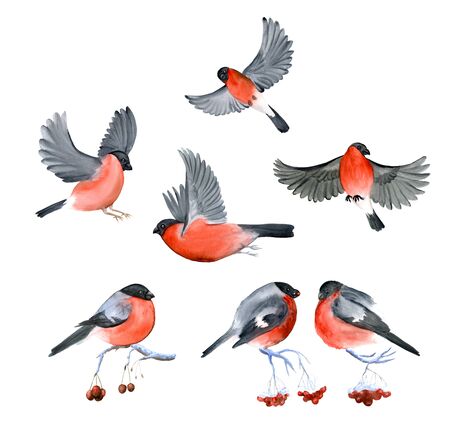 Watercolor bullfinchの写真素材