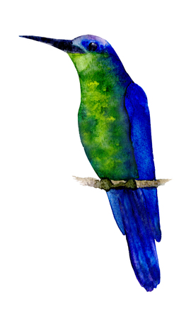 Hummingbird watercolorの写真素材