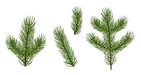 fir tree branchesのイラスト素材