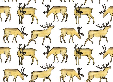 Deers white backgroundの写真素材