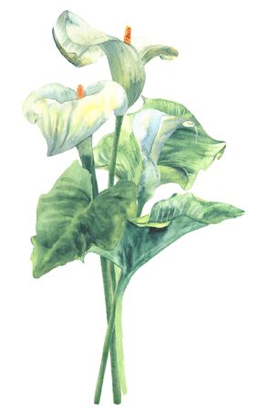 calla lilyの写真素材
