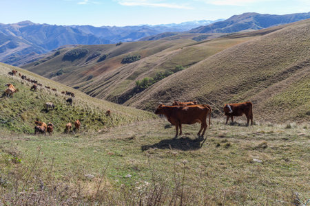 Cows graze in Dagestan mountainsの写真素材