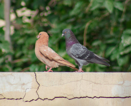 Doves on Wallの写真素材