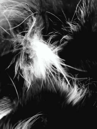 Cat fur, black and white photoの写真素材