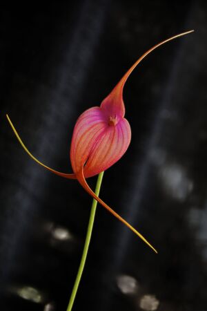 Red Masdevallia Orchid on black backgroundの写真素材