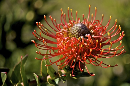 South African Flame Spike Leucospermum cordifolium blossom, also known as Pincushionの写真素材