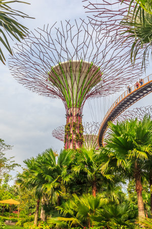 Singapore Supertrees at the Gardens By The Bayのeditorial素材