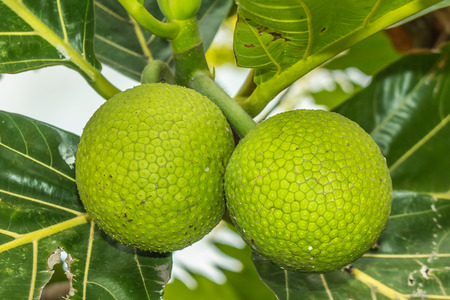 Breadfruit Artocarpus altilis on a tree in a polynesian island of Oahu Hawaii.The flavour of cooked...